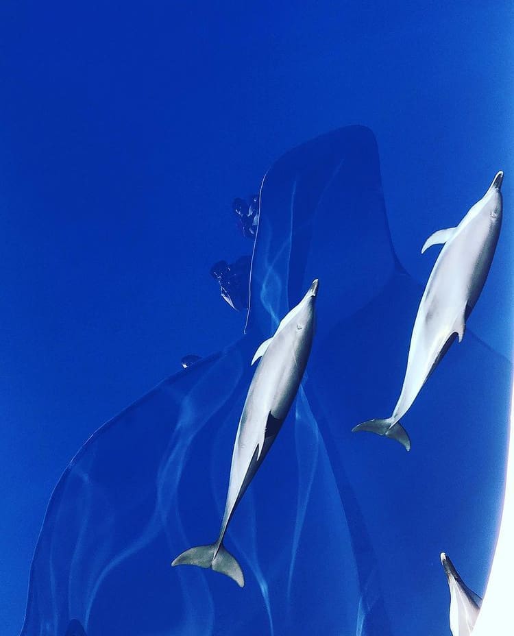 Dolphins swimming through pristine blue waters below a tourist boat - The 10 Best Places to Dive in Egypt